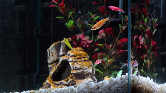 Group of vibrant danio glofish swimming in an elaborately decorated freshwater aquarium