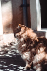 Ginger Persian cat with piercing eyes in dappled sunlight, striking pose against urban backdrop