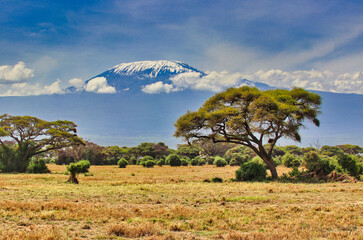 Magnificent Mount Kilimanjaro soars over the acacia studded savanna grasslands of the vast Amboseli...