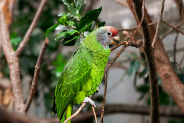 portrait of a Amazona brasiliensis green feather parrot bird
