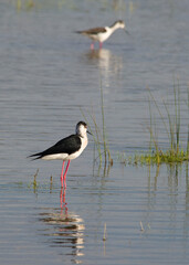 Cavaliere d'Italia Black-winged Stilt (Himantopus himantopus) Stintino, SS, Sardegna, Italy