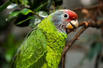 portrait of a Amazona brasiliensis green feather parrot bird