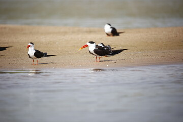 Indian skimmers on the Chambal river