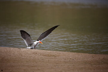 Indian skimmers on the Chambal river