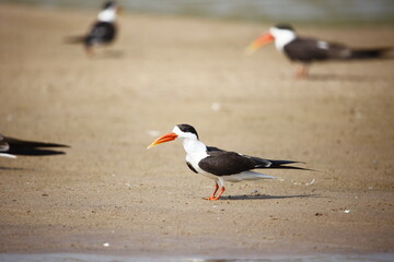 Indian skimmers on the Chambal river