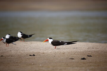 Indian skimmers on the Chambal river