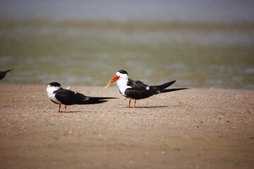 Indian skimmers on the Chambal river