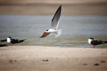 Indian skimmers on the Chambal river