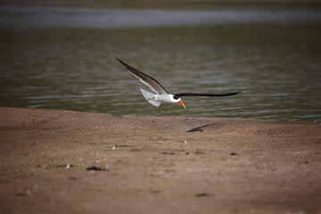 Indian skimmers on the Chambal river