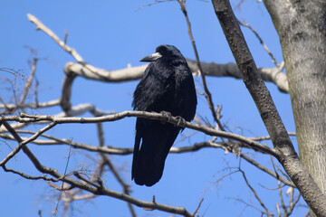 Black raven in moonlight perched on tree. Scary, creepy, gothic setting. Cloudy night.