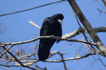 Black raven in moonlight perched on tree. Scary, creepy, gothic setting. Cloudy night.
