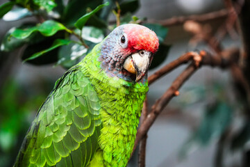 portrait of a Amazona brasiliensis green feather parrot bird