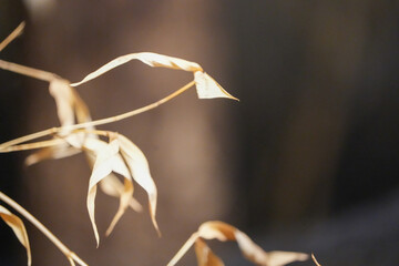 close up of a flower beige branch browm tints scale autumn