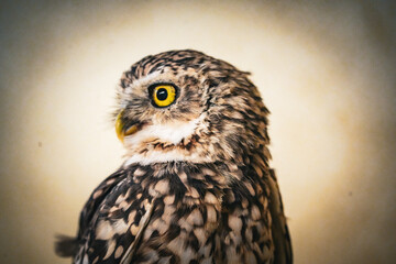 portrait of a burrowing owl - feathers, camera stare