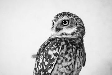 portrait of a burrowing owl - feathers, camera stare