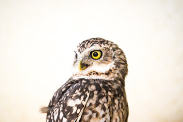 portrait of a burrowing owl - feathers, camera stare