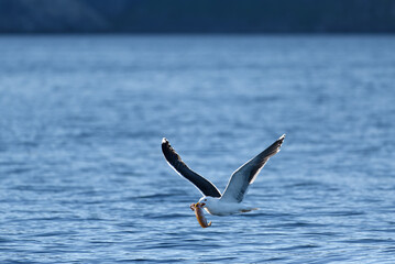 A great black-backed gull flying over sea water with fresh cusk catch in the Arctic Ocean in Northern Norway.