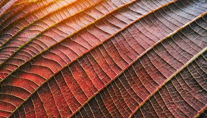 ande rouge abstraite de feuillage de la nature, détail d'arrière-plan feuille à texture