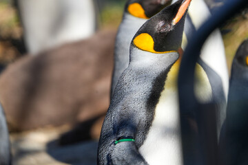 Portrait of emperor penguins in the zurich zoo