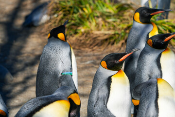 Portrait of emperor penguins in the zurich zoo - obrazy, fototapety, plakaty