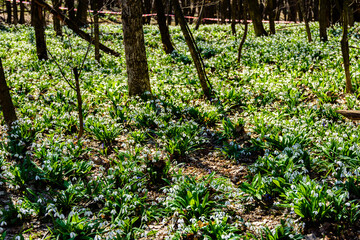 Fototapeta na wymiar White blooming snowdrops (galanthus nivalis) at the forest on early spring