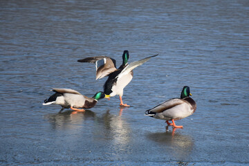 Duck with open wings on a pond. Duck flying over a pond. Duck with open wings. Wild duck. Wild