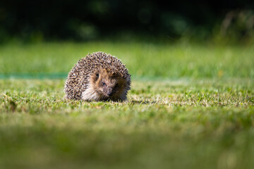 Hedgehog running - 745373489