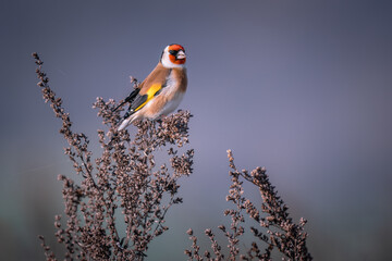 European goldfinch (Carduelis carduelis) resting on a dry bush against a blue sky