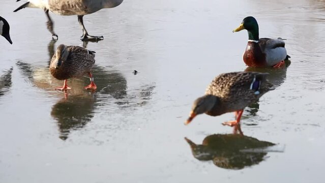 Wild ducks and geese walking and sliding on frozen lake. New England