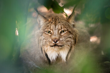 Eurasian lynx: A majestic big cat in the Czech Republic - 745374204