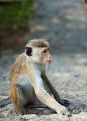 Monkey Sri Lanka 6