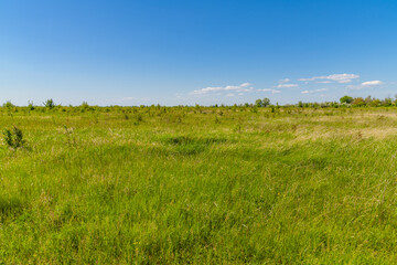 View of the wide green meadow on spring