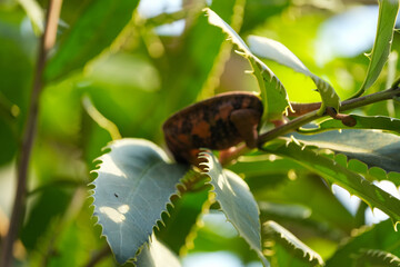 chameleon sitting on a branch in the zoo