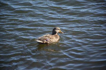 Duck with open wings on a pond. Duck flying over a pond. Duck with open wings. Wild duck. Wild