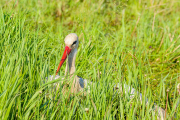 White stork (Ciconia ciconia) in high grass at the green meadow near river Dnieper