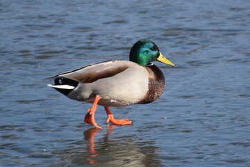 Duck with open wings on a pond. Duck flying over a pond. Duck with open wings. Wild duck. Wild