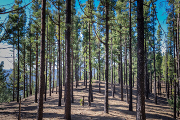 Hills landscape with pine trees in canary islands