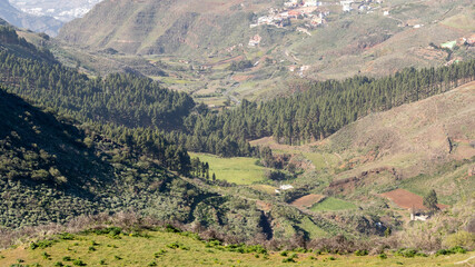 Fototapeta premium Hills landscape with pine trees in canary islands