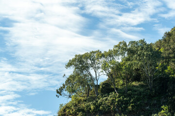 Fototapeta na wymiar Green trees on hill side in Canary Islands