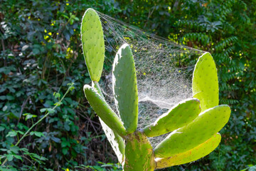 Cactus caught in spider web in forest of Canary islands