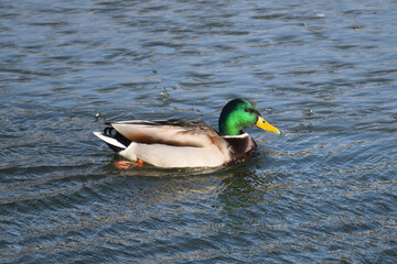 Duck with open wings on a pond. Duck flying over a pond. Duck with open wings. Wild duck. Wild