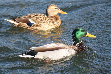 Duck with open wings on a pond. Duck flying over a pond. Duck with open wings. Wild duck. Wild