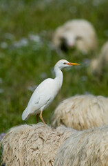 Cattle egret (Bubulcus ibis) in the field on a sheep. Cabras. Oristano, Sardinia. Italy