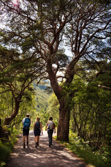 Three people walk among the trees on a summer day on the C1162 road on Ben Nevis Mountain, Fort William
