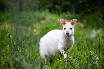 White kangaroo stands peacefully in a grassy field. The kangaroo is a symbol of Australia's unique wildlife, - 745377216