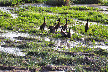 A flock of White faced Whistling ducks at the marshy swamps in Amboseli National Park, Kenya