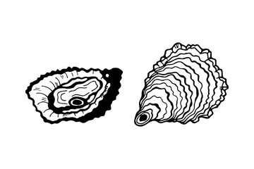 Oysters. Vector stock illustration eps10. Hand drawing, outline. Isolate on a white background. 