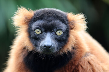 close up portrait of red ruffed lemur (Varecia rubra)