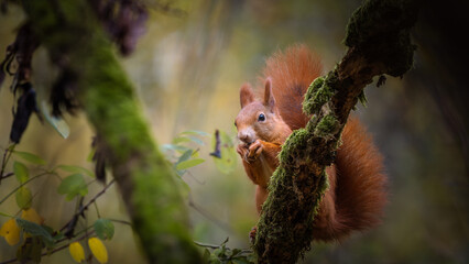 Eurasian Red Squirrel (Sciurus vulgaris) perched on a tree branch