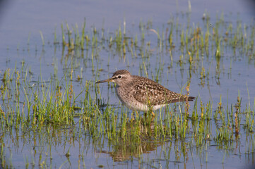 Wood sandpiper / Tringa glareola Sardinia, Italy